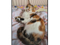 calico-cat-to-rehome-small-1
