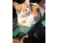 calico-cat-to-rehome-small-2