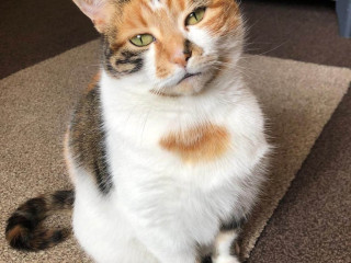 calico-cat-to-rehome