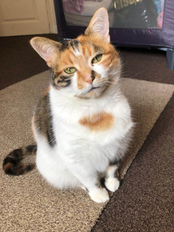 calico-cat-to-rehome-big-0