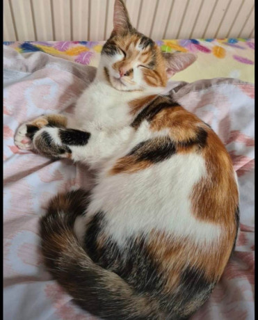 calico-cat-to-rehome-big-1