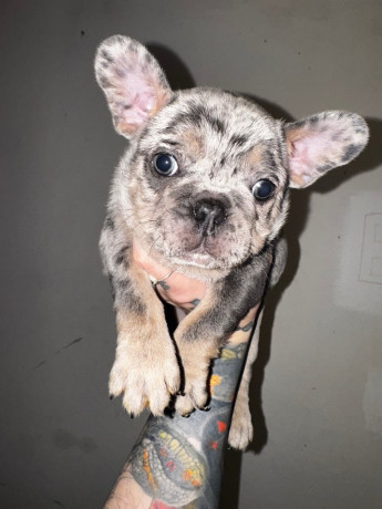 french-bulldog-puppies-big-0