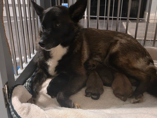 pomsky-puppies-ready-for-new-big-3