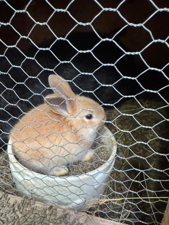 four-little-rabbit-very-cute-big-2