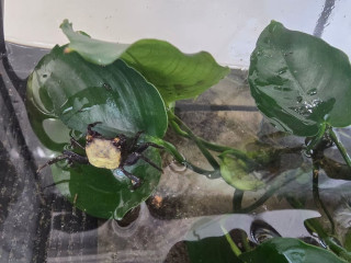 vampire-crabs-and-tank