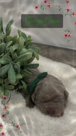 neapolitan-mastiff-x-cane-corso-big-3