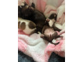 beautiful-chihuahua-fur-babies-male-and-female-small-3