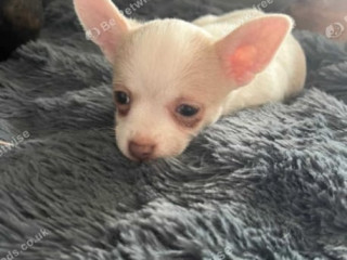 beautiful-chihuahua-fur-babies-male-and-female