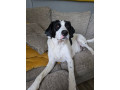 charlie-5yr-old-spaniel-x-small-0