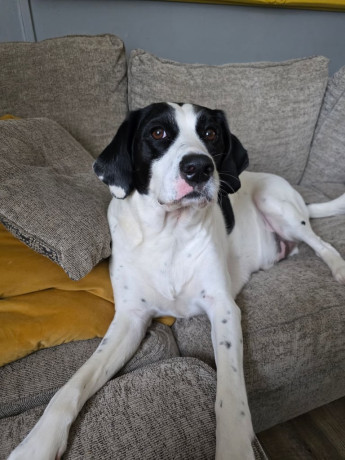 charlie-5yr-old-spaniel-x-big-0