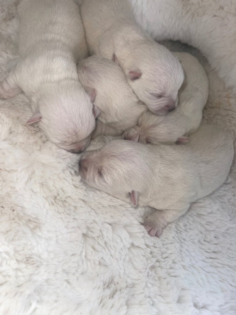 charlie-5yr-old-spaniel-x-big-2