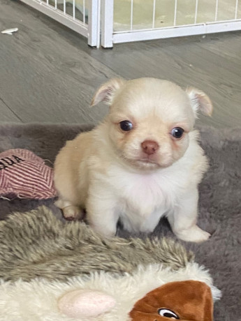 gorgeous-chihuahua-puppies-big-1