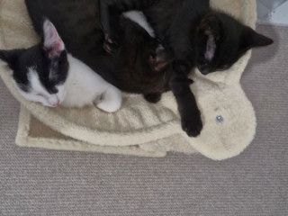 kittens-ready-for-adoption-2-already-reserved