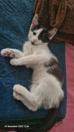 kittens-ready-for-adoption-2-already-reserved-big-1