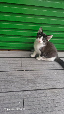 kittens-ready-for-adoption-2-already-reserved-big-2