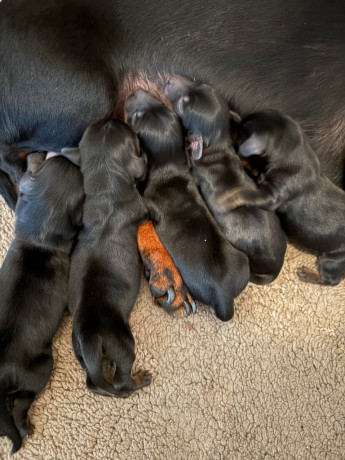 miniature-dachshound-puppies-big-1