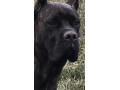 cane-corso-puppies-1-only-uk-litterdel-dyrium-bloodlines-small-0