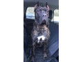 cane-corso-puppies-1-only-uk-litterdel-dyrium-bloodlines-small-3
