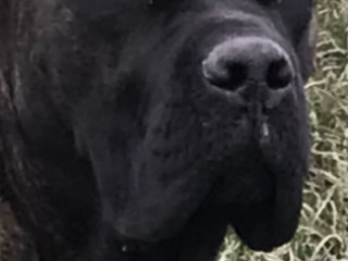 cane-corso-puppies-1-only-uk-litterdel-dyrium-bloodlines