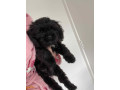 shihpoo-small-0