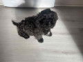 shihpoo-small-1