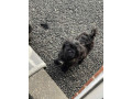 shihpoo-small-2