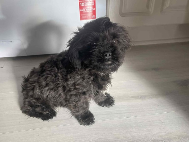 shihpoo-big-3