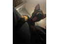 german-shepard-female-3-months-old-small-1