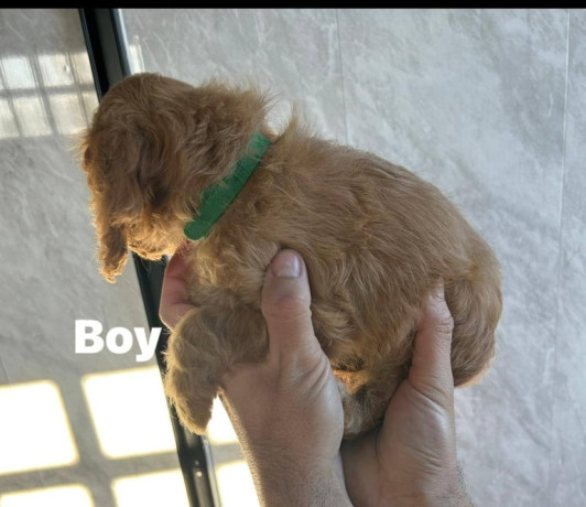 cockapoo-puppies-ready-to-leave-for-the-forever-homes-big-3