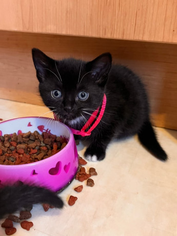 kittens-for-sale-big-1