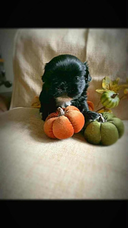 pure-bred-shih-tzu-puppy-big-1