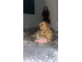 dog-for-rehome-small-2