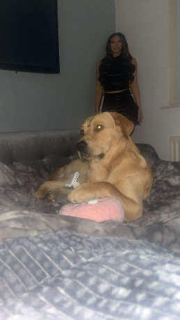 dog-for-rehome-big-2