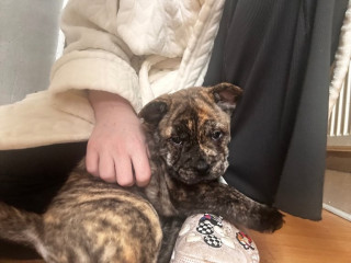 french-chow-puppies-ready-for-homes-now