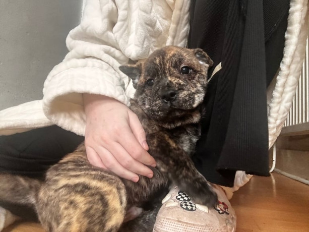 french-chow-puppies-ready-for-homes-now-big-1