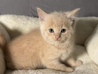 adorable-8-week-old-british-shorthair-x-russian-blue-ready-for-a-loving-home