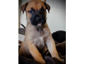 cane-corso-belgian-malinois-puppies-3-left-small-2