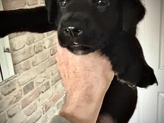 cane-corso-belgian-malinois-puppies-3-left