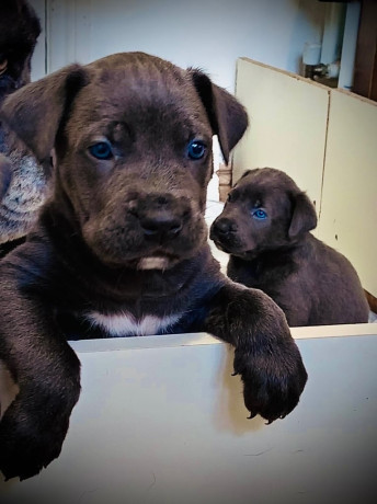 cane-corso-belgian-malinois-puppies-3-left-big-1