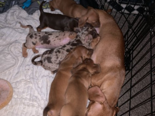 5-beautiful-dachshunds-for-sale