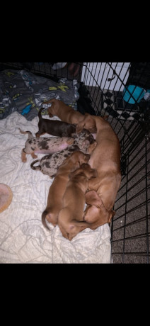 5-beautiful-dachshunds-for-sale-big-0
