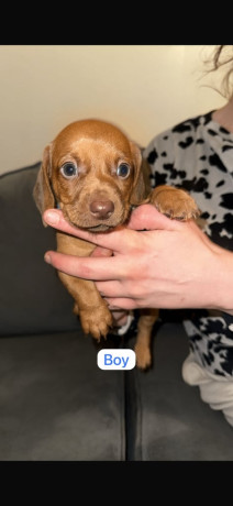5-beautiful-dachshunds-for-sale-big-1