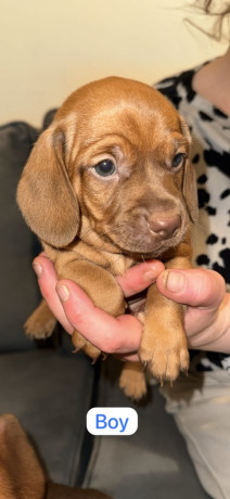 5-beautiful-dachshunds-for-sale-big-2