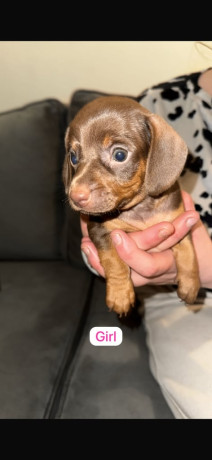 5-beautiful-dachshunds-for-sale-big-3