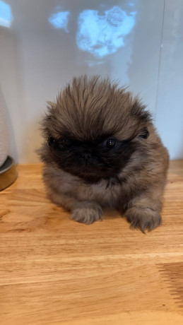 kc-registered-pekingese-puppies-big-0
