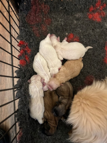 kc-registered-pekingese-puppies-big-2