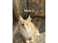 last-2-remaining-pedigree-tica-maine-coon-kittens-small-0