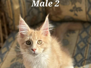 last-2-remaining-pedigree-tica-maine-coon-kittens