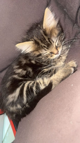 fluffy-tabby-kitten-big-3