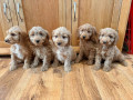 cockapoo-puppies-ready-now-small-2
